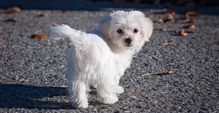 maltese-dog-appearance